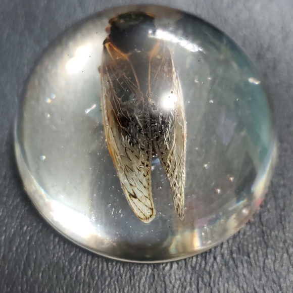 Cicada paperweight - Picture 4 of 5